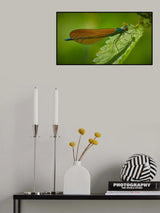 Male Beautiful Demoiselle Poster och Canvastavla