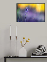 Ophrys apifera Poster och Canvastavla