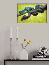 Poster och Canvastavla