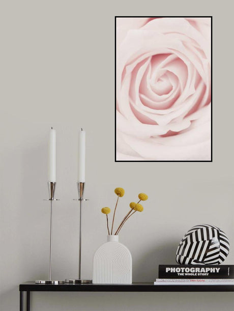 Pink Rose No 02 Poster och Canvastavla