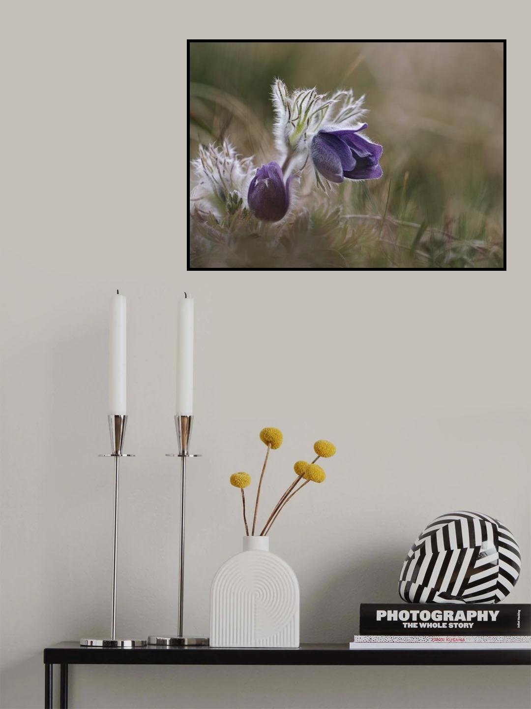 Vulgaris Poster och Canvastavla