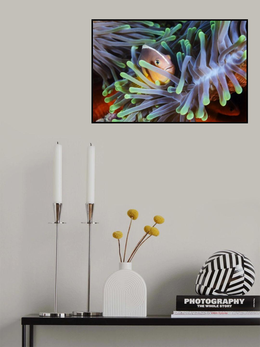 Clownfish Poster och Canvastavla