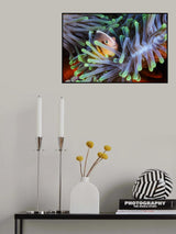Clownfish Poster och Canvastavla