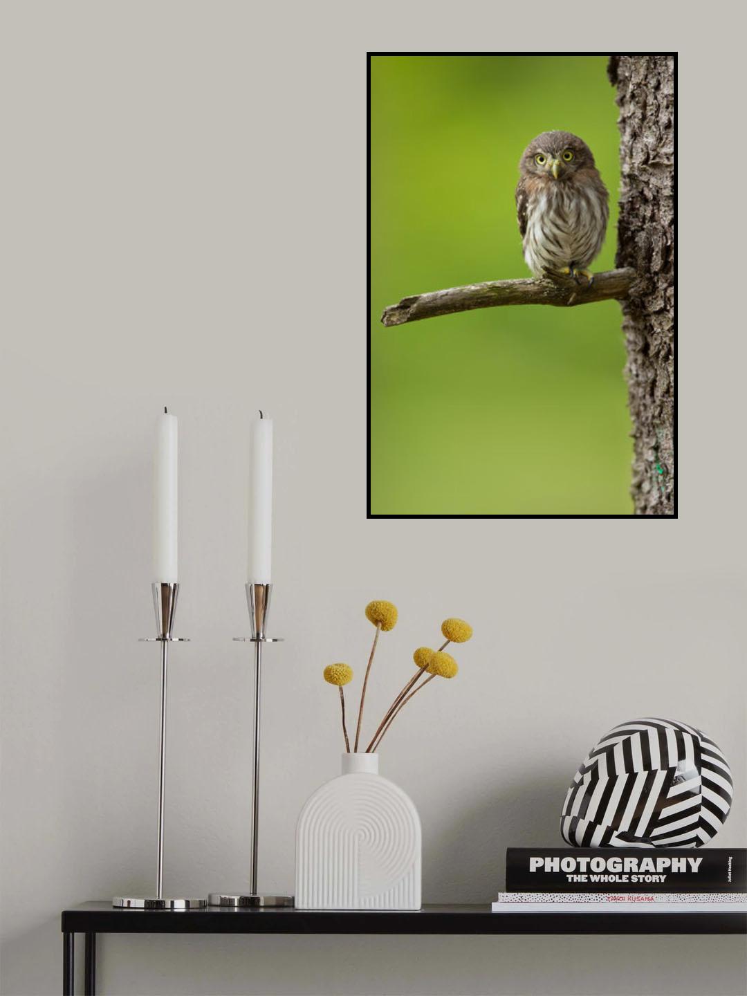 Eurasian pygmy owl Poster och Canvastavla