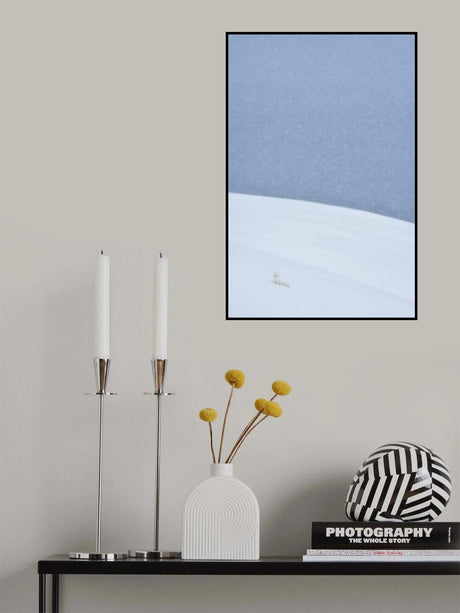 Snowy arctic fox in Svalbard Poster och Canvastavla