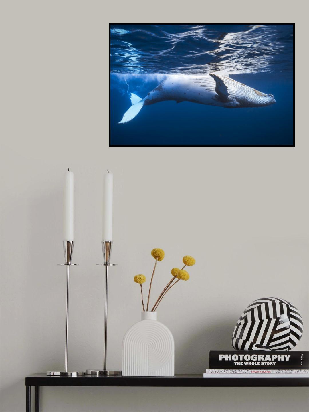 On the surface of the water: a humpback whale Poster och Canvastavla