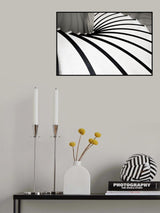 zebra steps Poster och Canvastavla