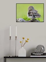 Little bawl Poster och Canvastavla