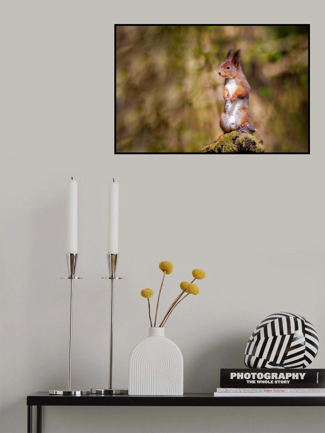 Curious Squirrel From Norwegian woods Poster och Canvastavla