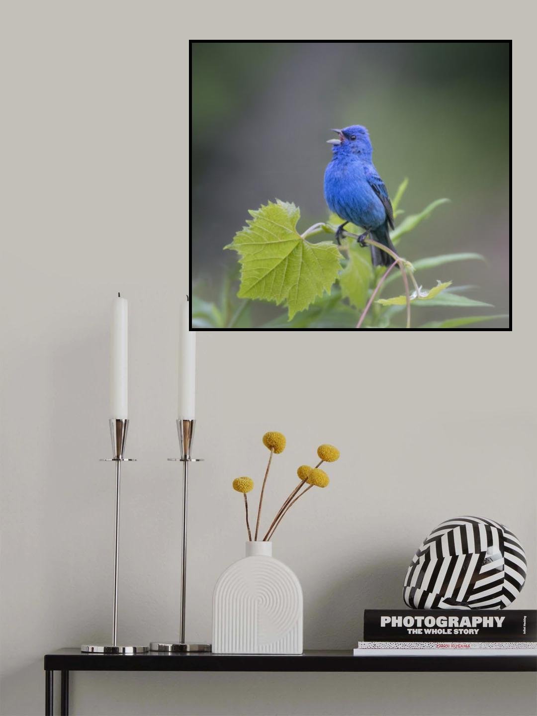 Indigo Bunting Poster och Canvastavla