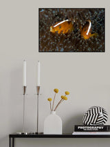 Skunk Anemone Fish Poster och Canvastavla