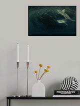 Sharks attack Bait-ball Poster och Canvastavla
