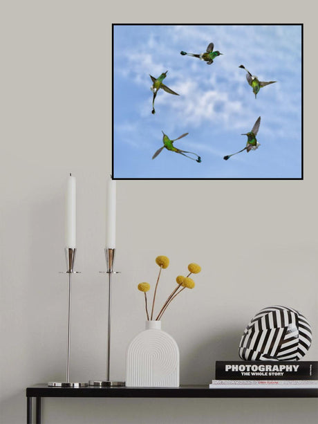 Joy of Flight Poster och Canvastavla