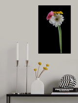 beautiful flower in front of black background Poster och Canvastavla