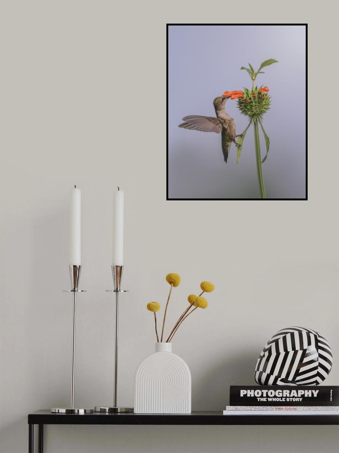 Hummer on Lion's Ear Flower III Poster och Canvastavla
