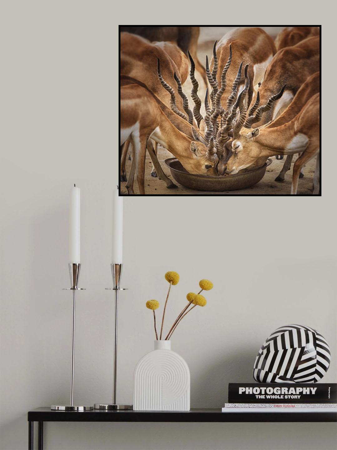 Bouqet Of Horns Poster och Canvastavla