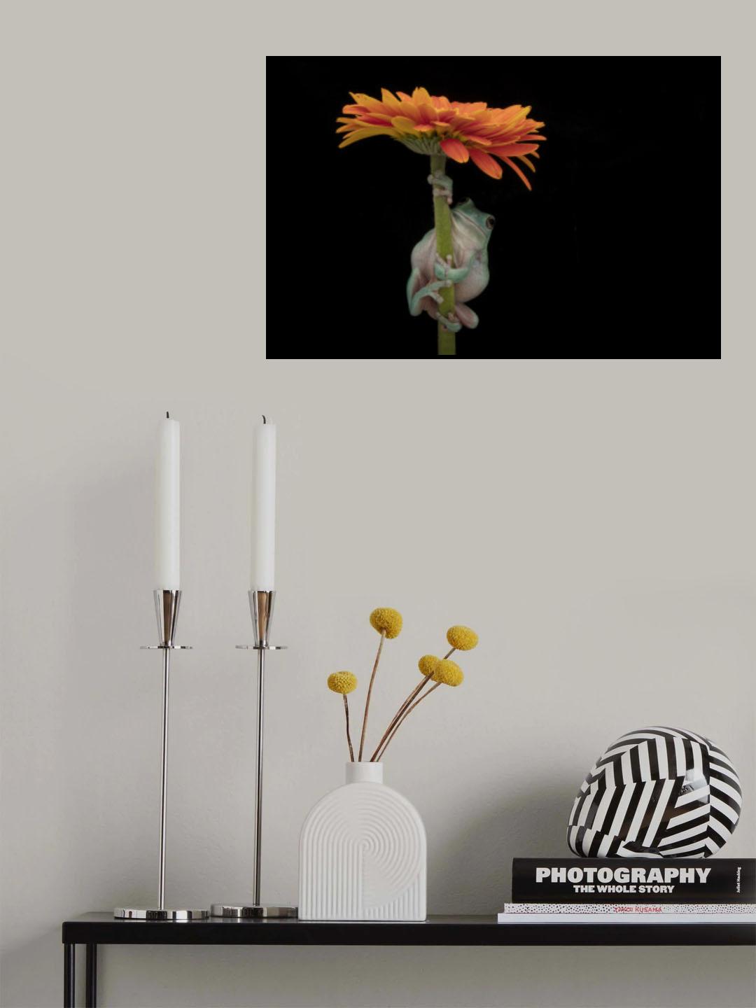 White's Tree Frog Under Gerber Daisy Poster och Canvastavla
