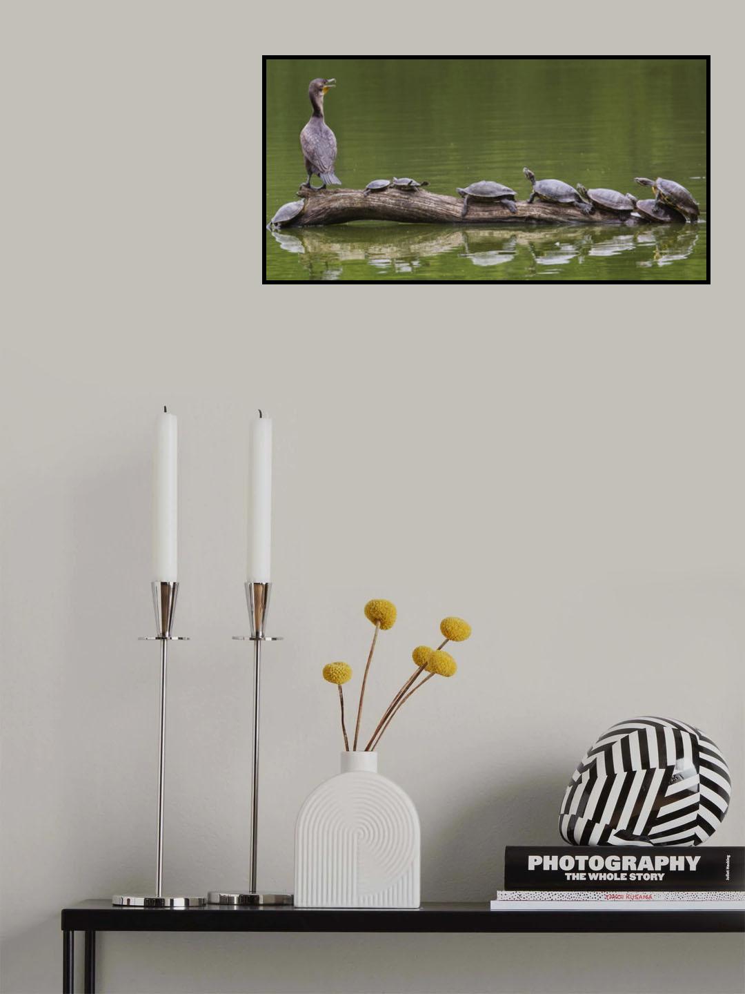 The Turtle King Poster och Canvastavla