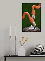 Caribbean flamingo family Poster och Canvastavla
