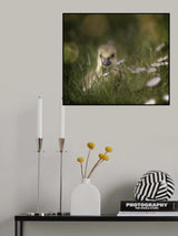 young goose Poster och Canvastavla