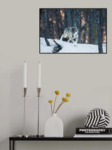 Italian wolf Poster och Canvastavla