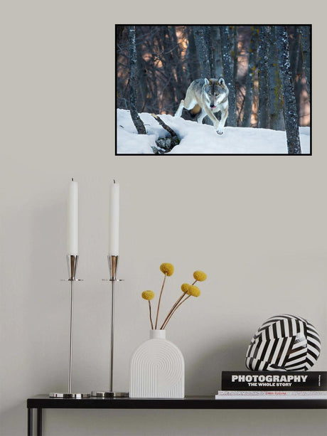Italian wolf Poster och Canvastavla
