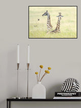 Giraffes in Masai Mara Poster och Canvastavla