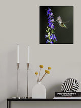 Hummingbird Poster och Canvastavla