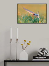 Common Tern Poster och Canvastavla