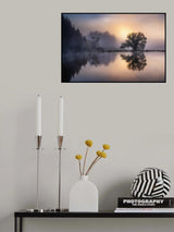 The old willow in the morning light Poster och Canvastavla