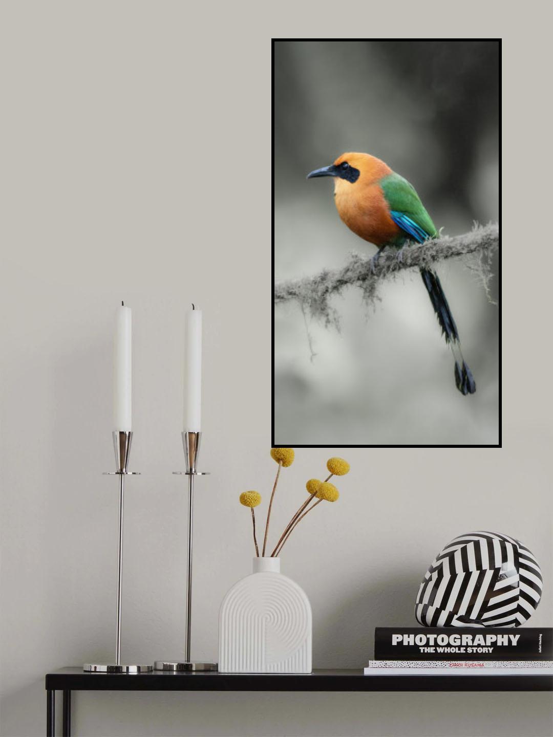 Motmot Poster och Canvastavla