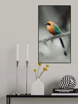 Motmot Poster och Canvastavla