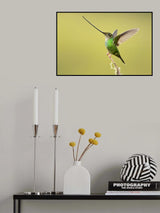 Sword-billed hummingbird Poster och Canvastavla