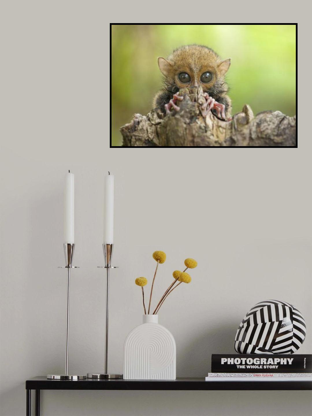 Baby Tarsier Poster och Canvastavla