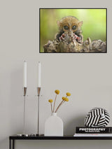 Baby Tarsier Poster och Canvastavla