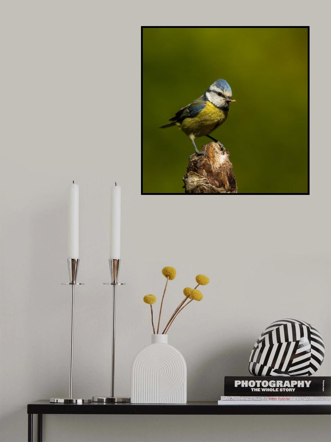 a very busy blue tit Poster och Canvastavla