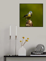 a very busy blue tit Poster och Canvastavla