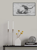 Cheetah   play time Poster och Canvastavla