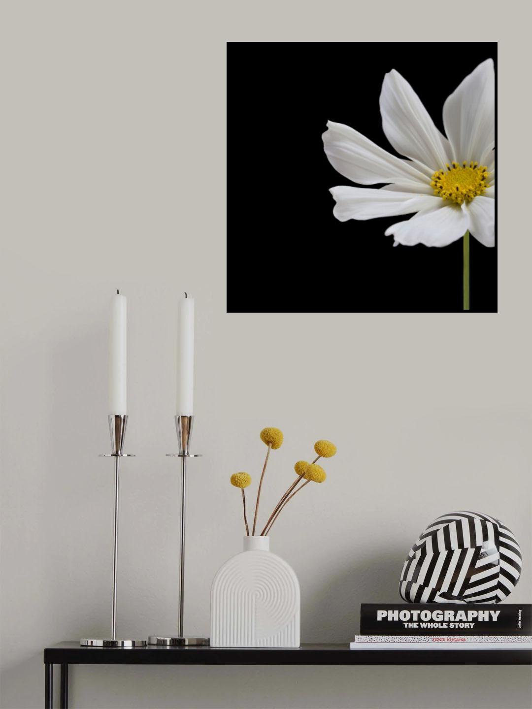 White Cosmos Flower Square Poster och Canvastavla