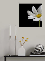 White Cosmos Flower Square Poster och Canvastavla