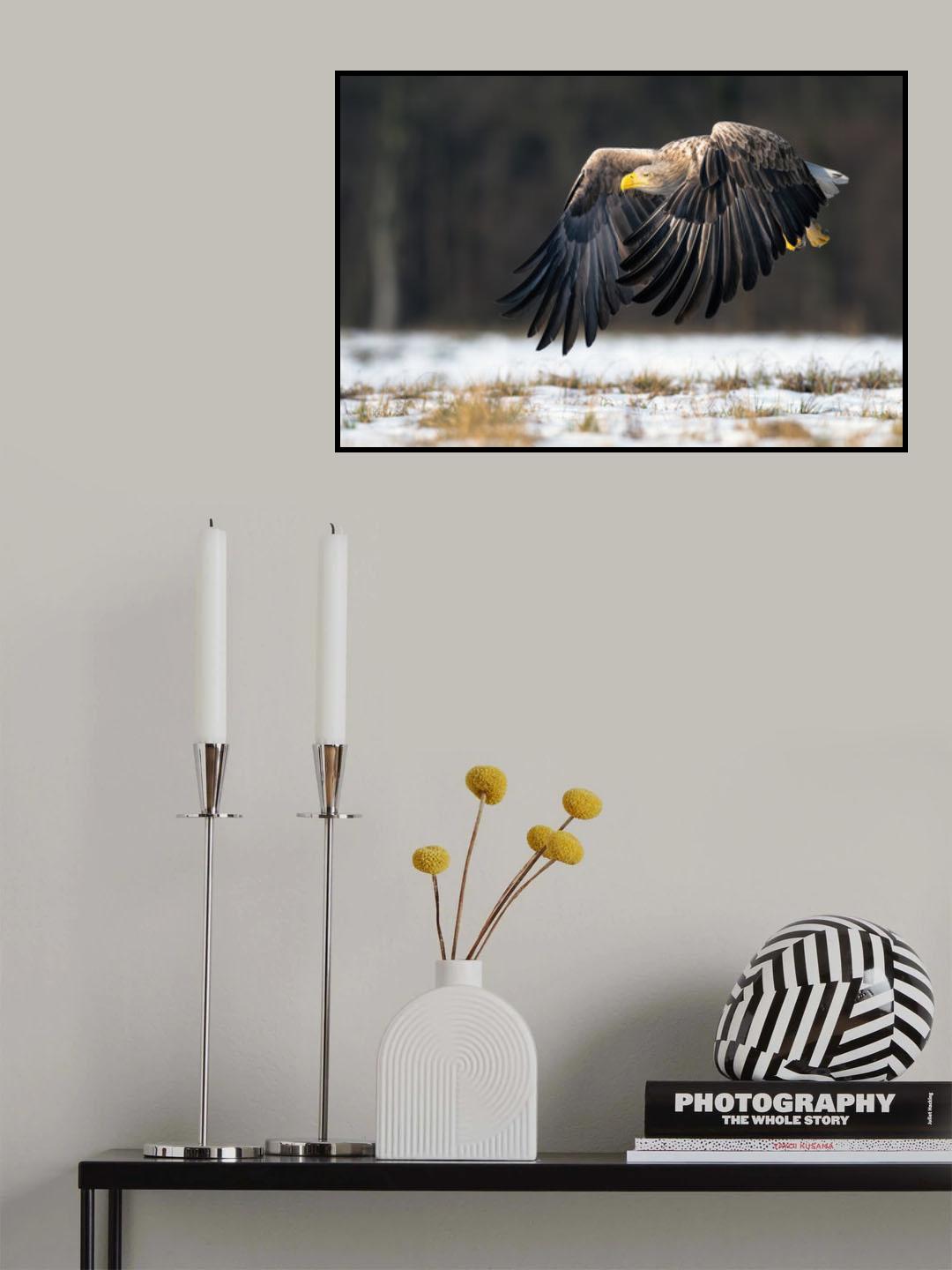 White-tailed eagle Poster och Canvastavla