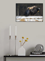 White-tailed eagle Poster och Canvastavla