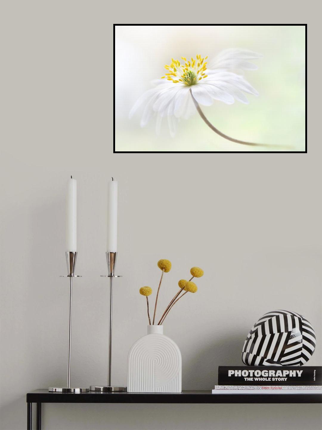 Wood Anemone Poster och Canvastavla
