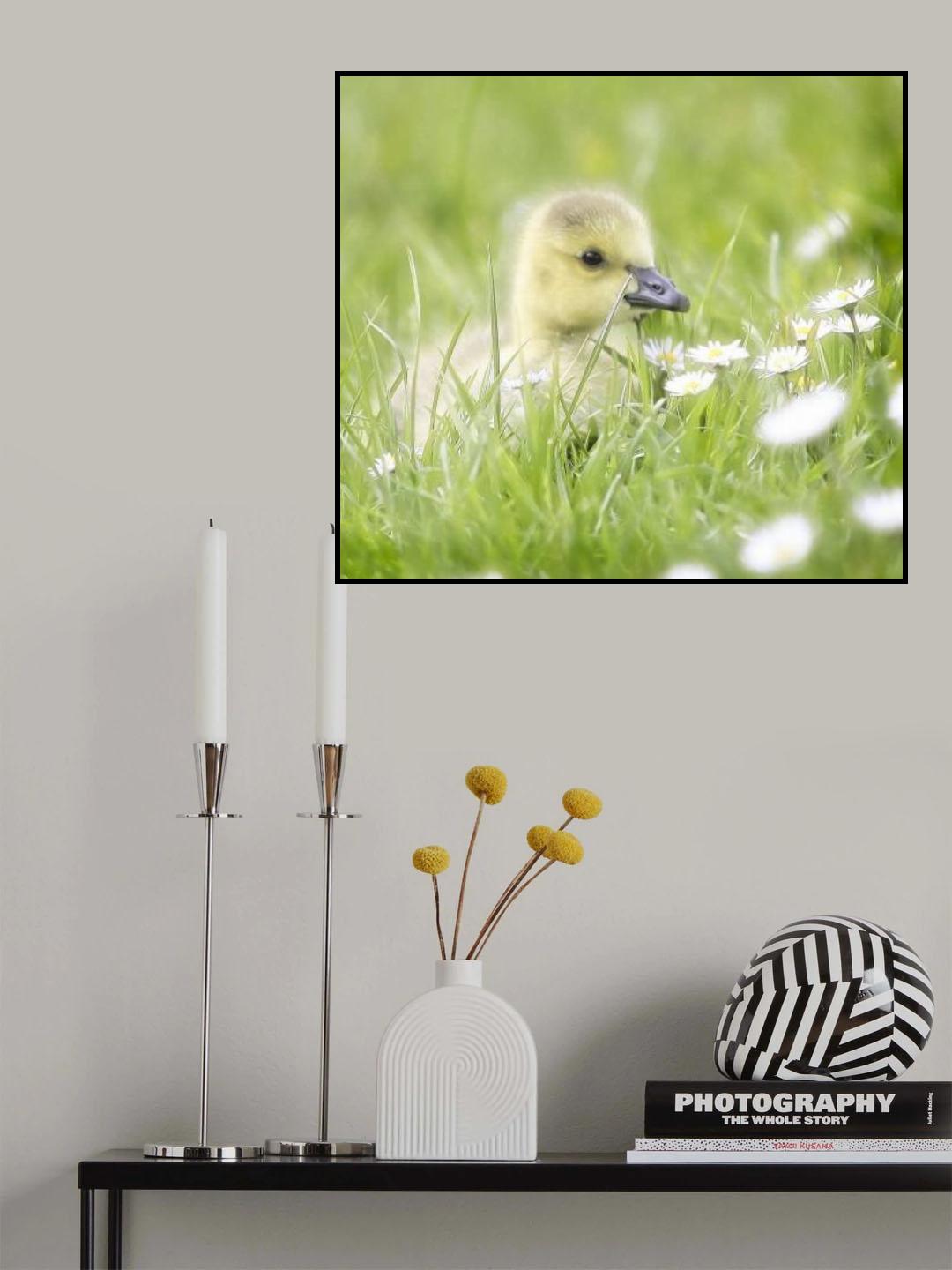 poussin Poster och Canvastavla