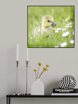 poussin Poster och Canvastavla