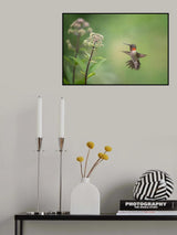 Hummingbird Poster och Canvastavla