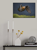 Bearded vulture Poster och Canvastavla