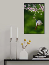 Female Paradise flycatcher Poster och Canvastavla