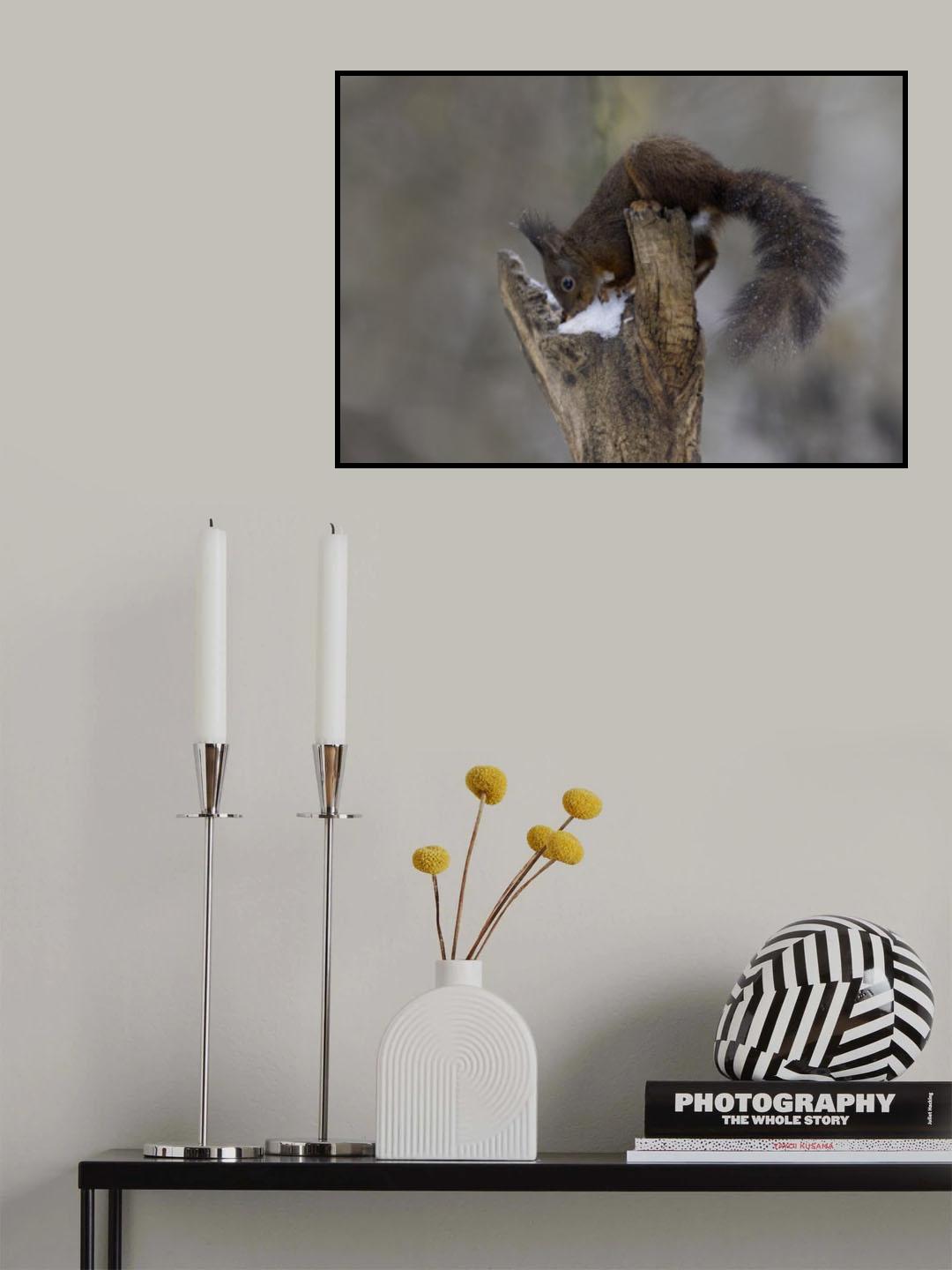 scoiattolo rosso Poster och Canvastavla