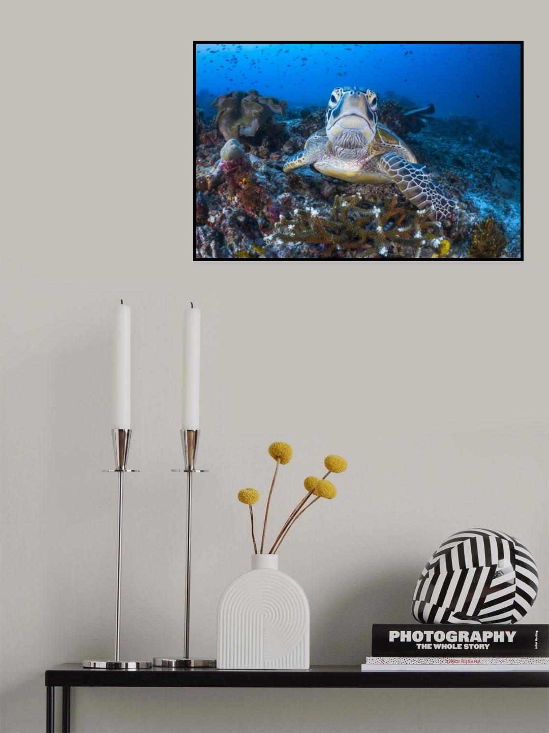 Face to face with a green turtle Poster och Canvastavla